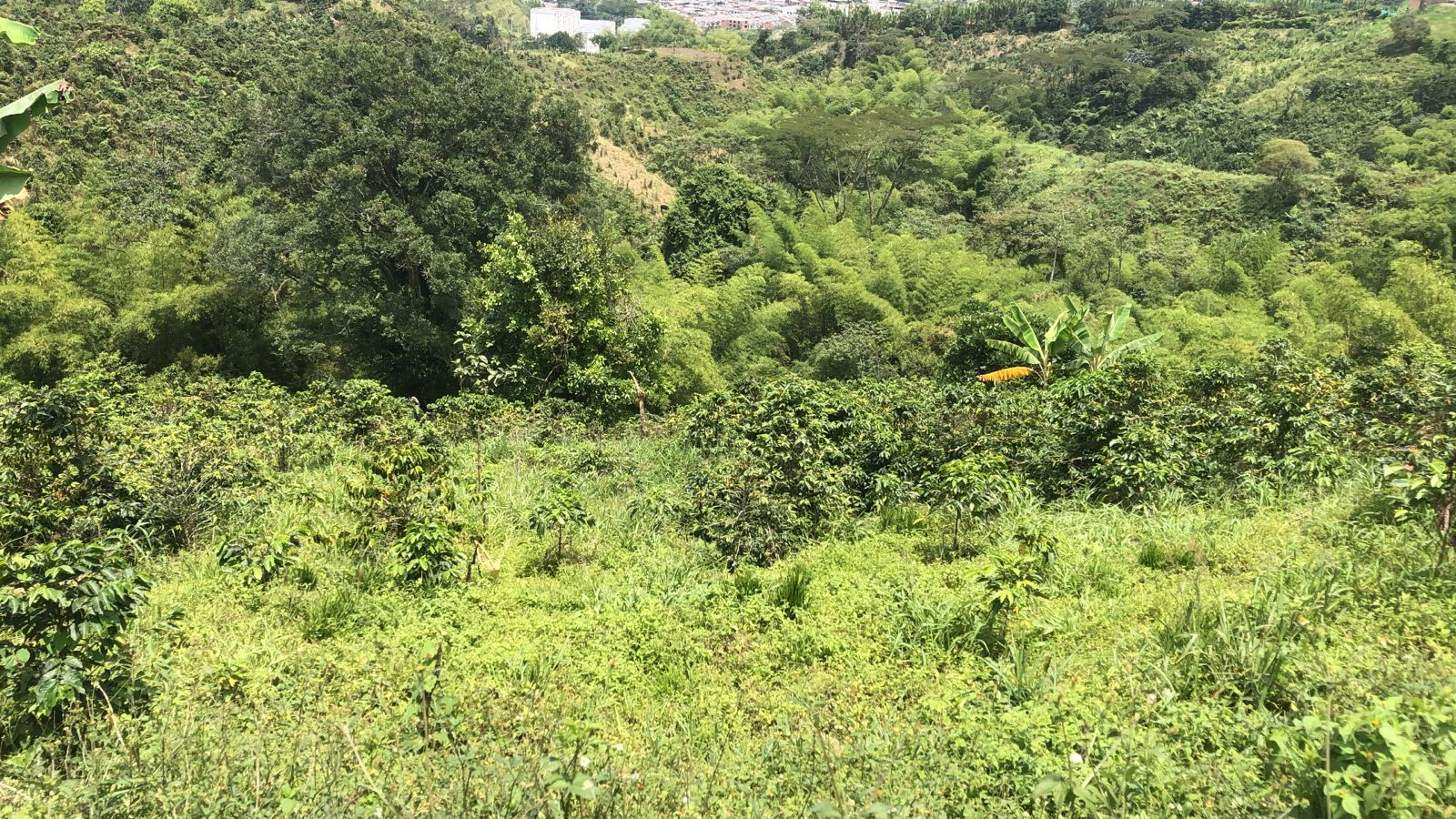 Foto de Lote / terreno en Venta en Dosquebradas, Dosquebradas - 22 - 279053269