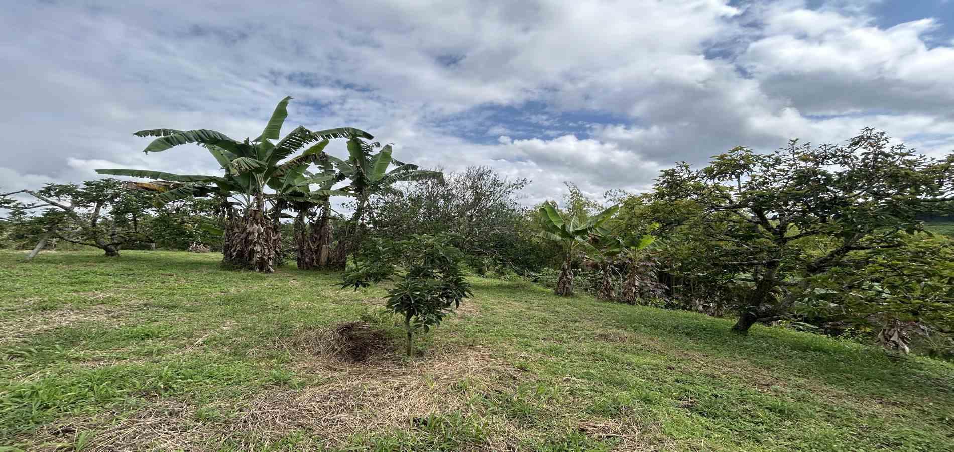 Foto de Finca en Venta en Morelia, Pereira - 37 - 279067012