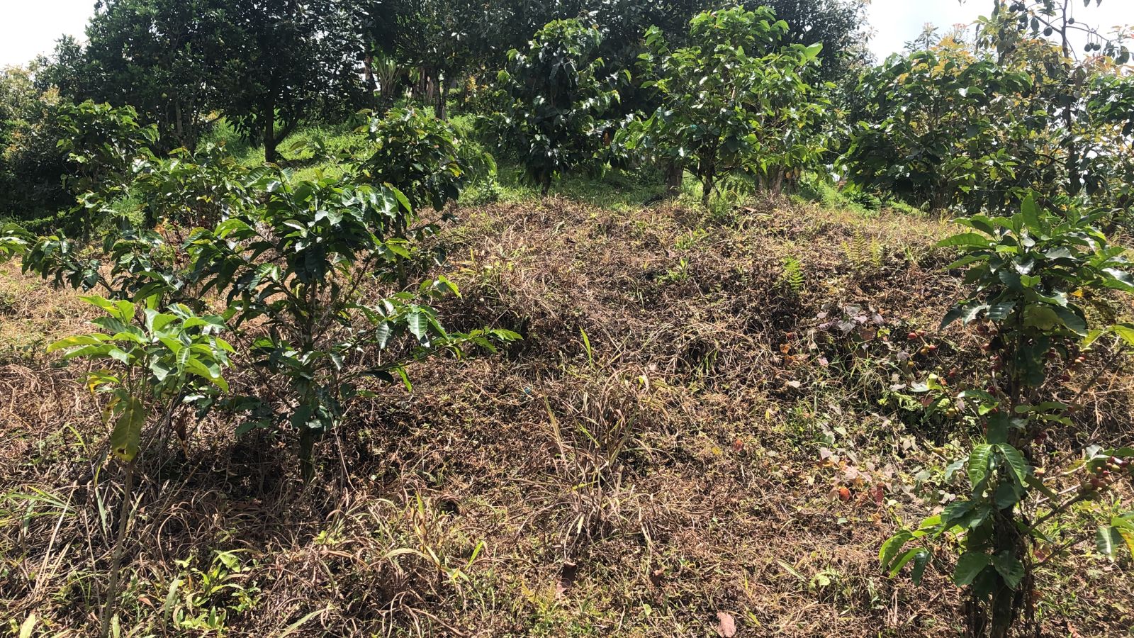Foto de Lote / terreno en Venta en Dosquebradas, Dosquebradas - 3 - 279053267