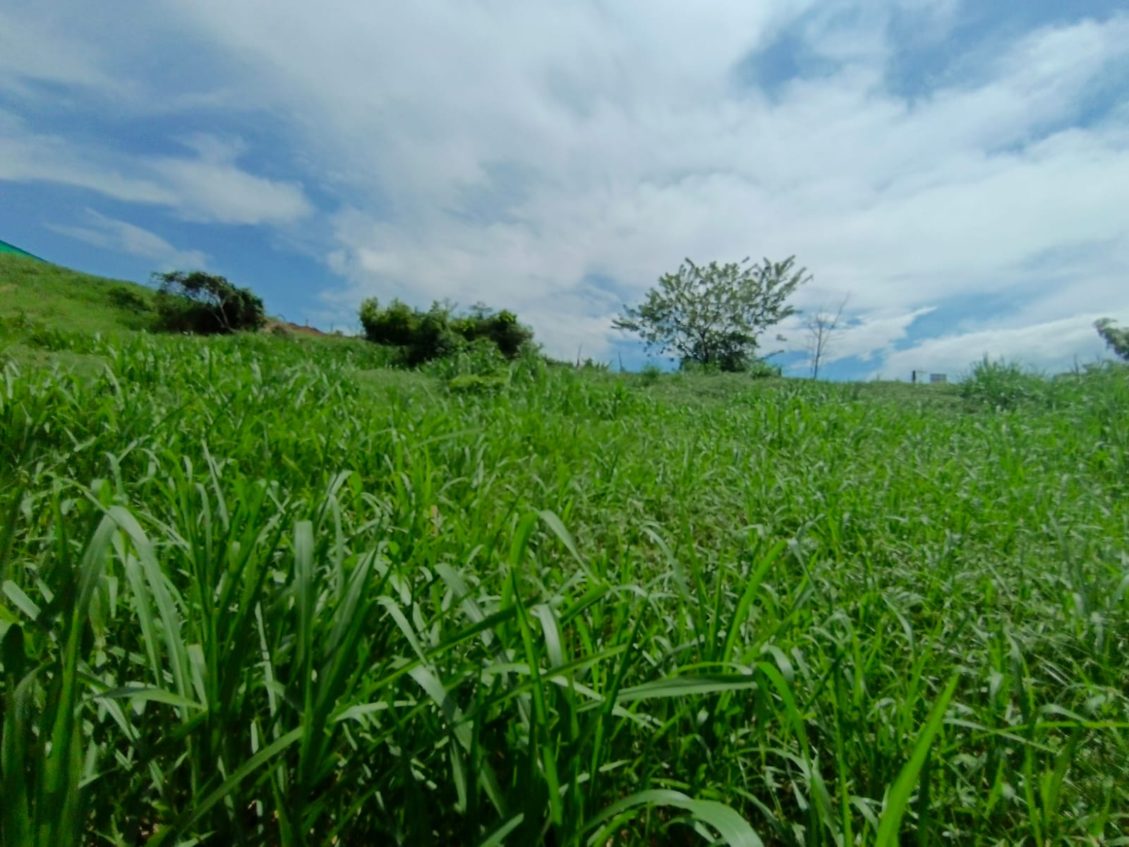 Foto de Lote / terreno para Venta en Vereda santagueda, Palestina - 279064519