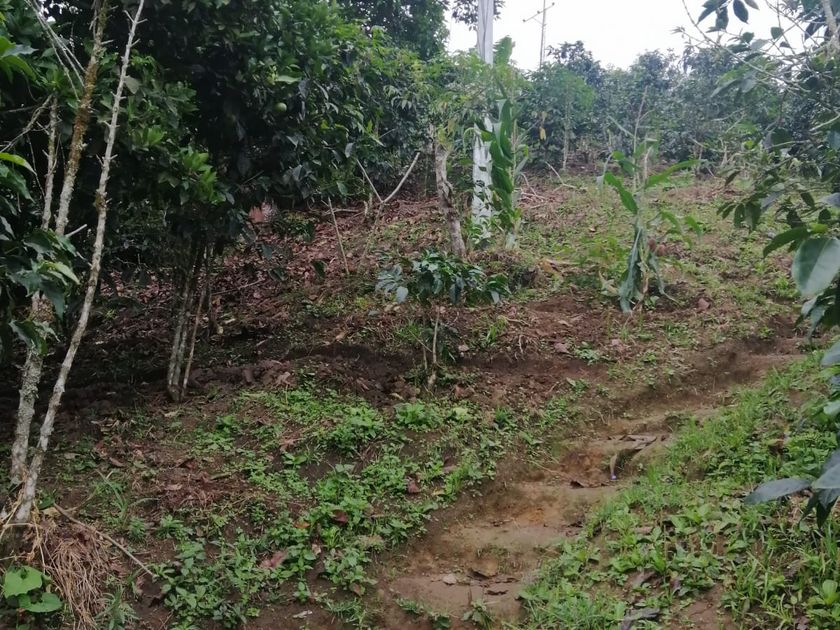 Foto de Lote / terreno en Venta en VillamarÍa, Villamaria - 8 - 279056144