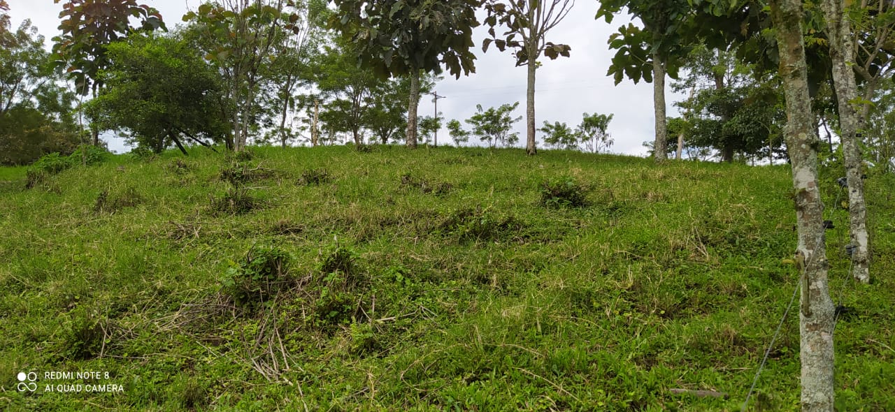 Foto de Lote / terreno en Venta en Altagracia, Pereira - 5 - 279057421