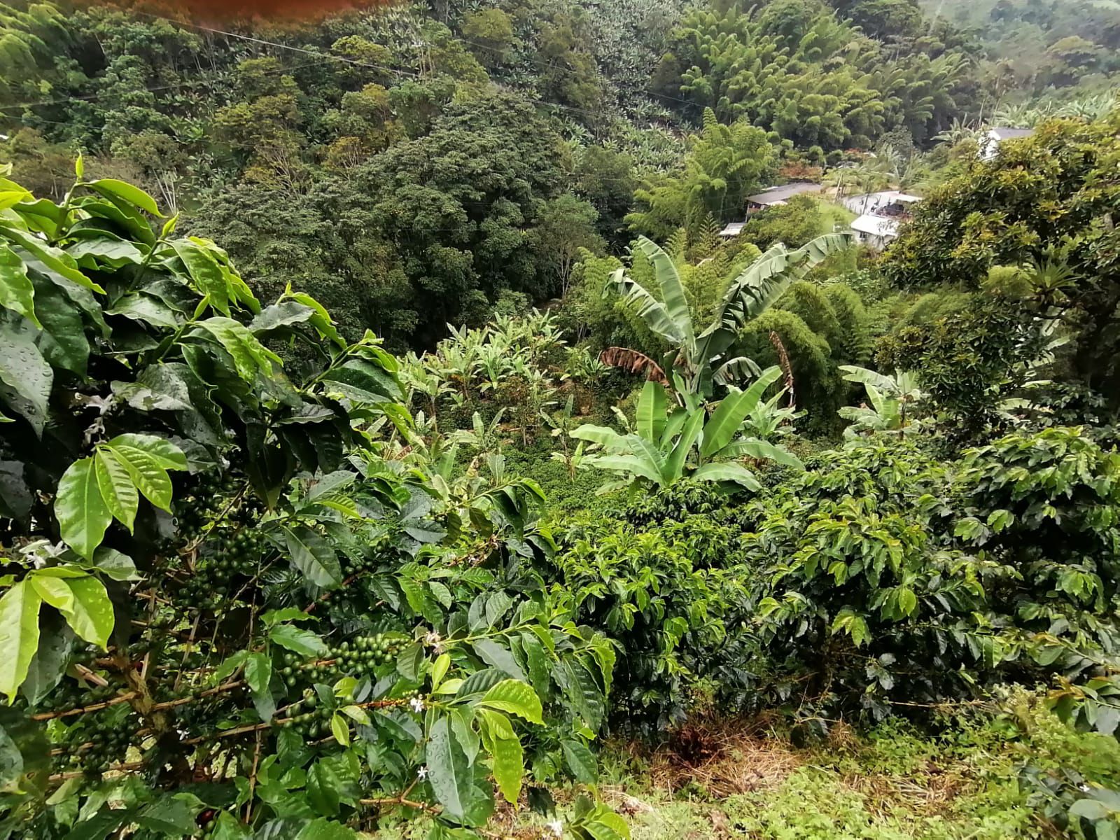 Foto de Finca en Venta en Maracas, Neira - 17 - 279063622