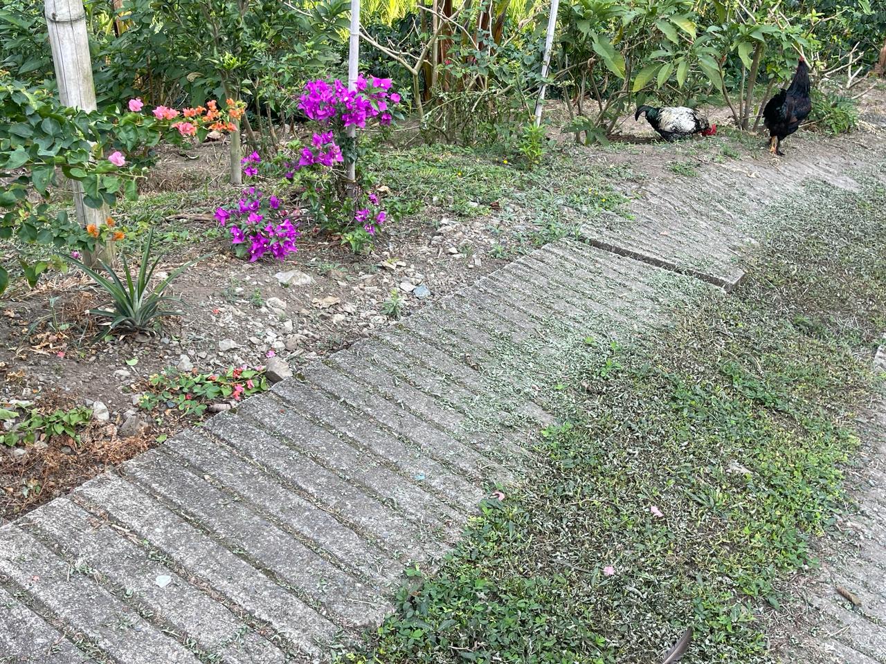 Foto de Finca en Venta en La insula, Chinchina - 10 - 279056370