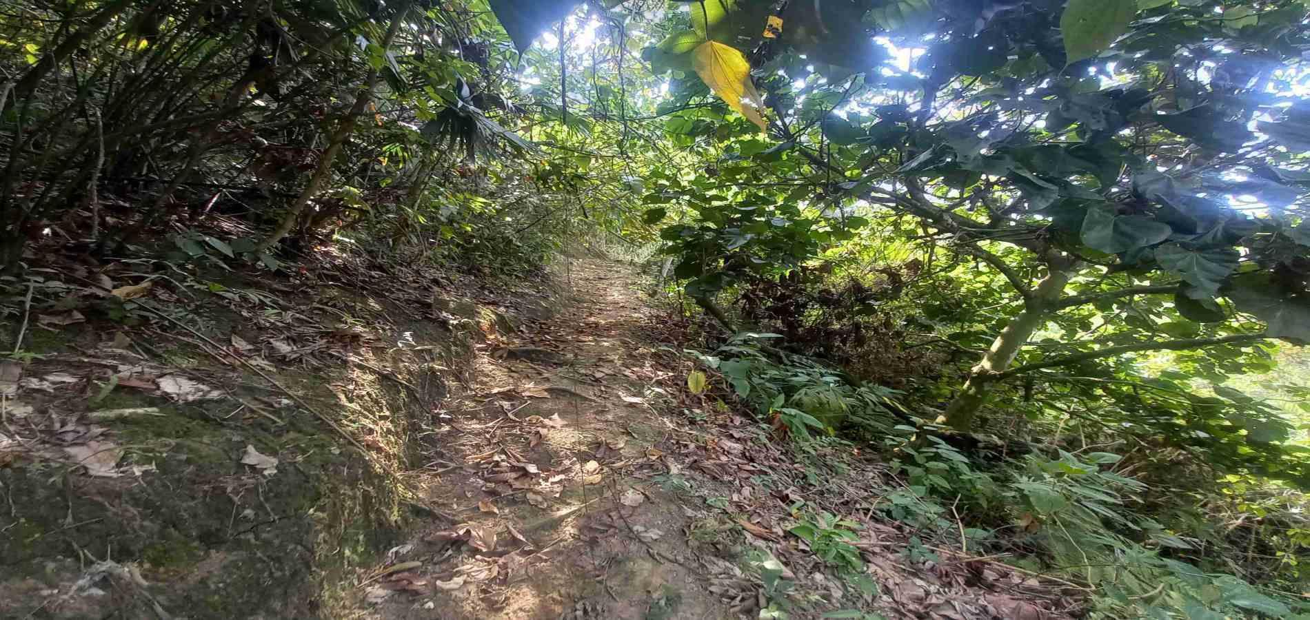 Foto de Lote / terreno en Venta en San peregrino, Manizales - 1 - 279056638
