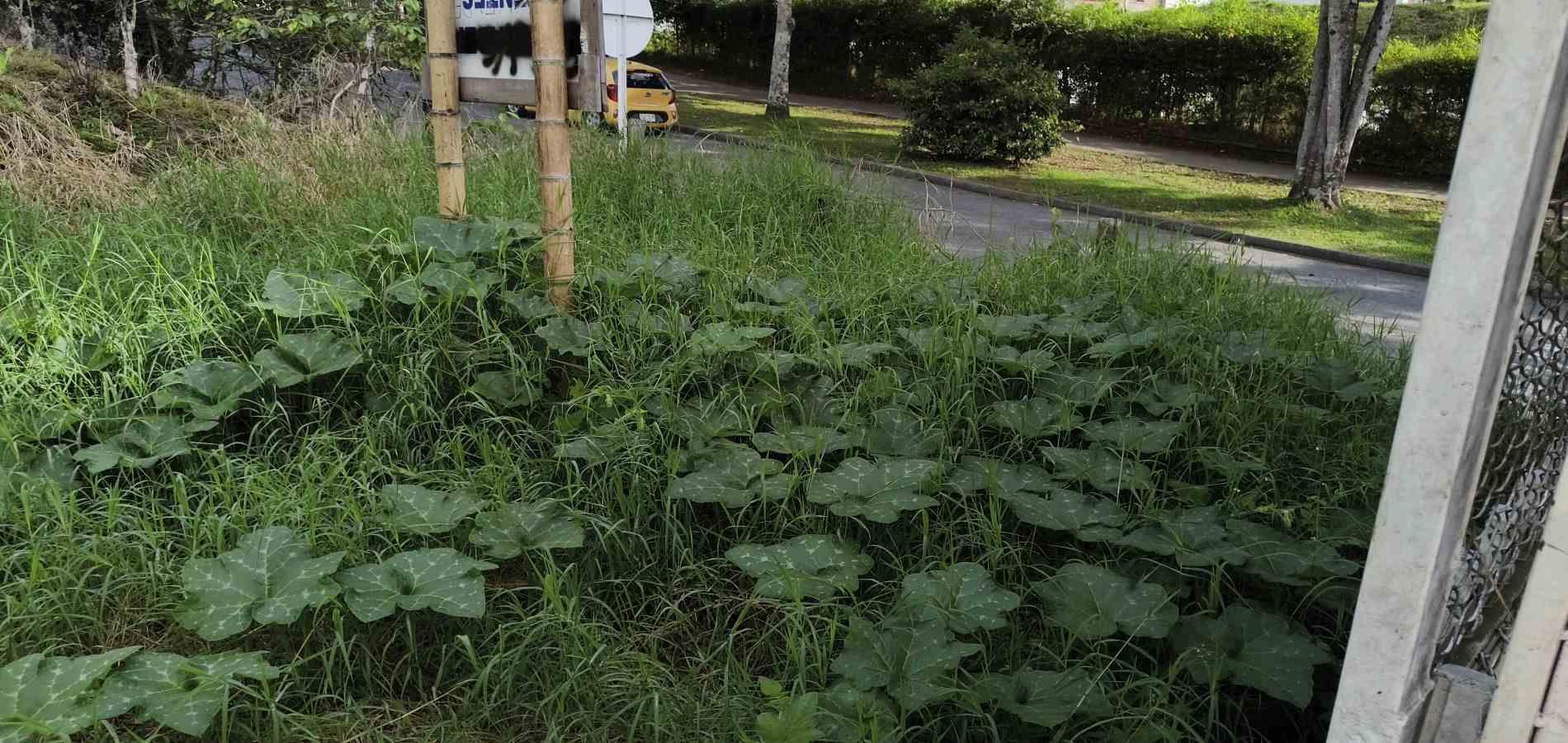 Foto de Lote / terreno en Venta en Corbones, Armenia  - 7 - 279066772