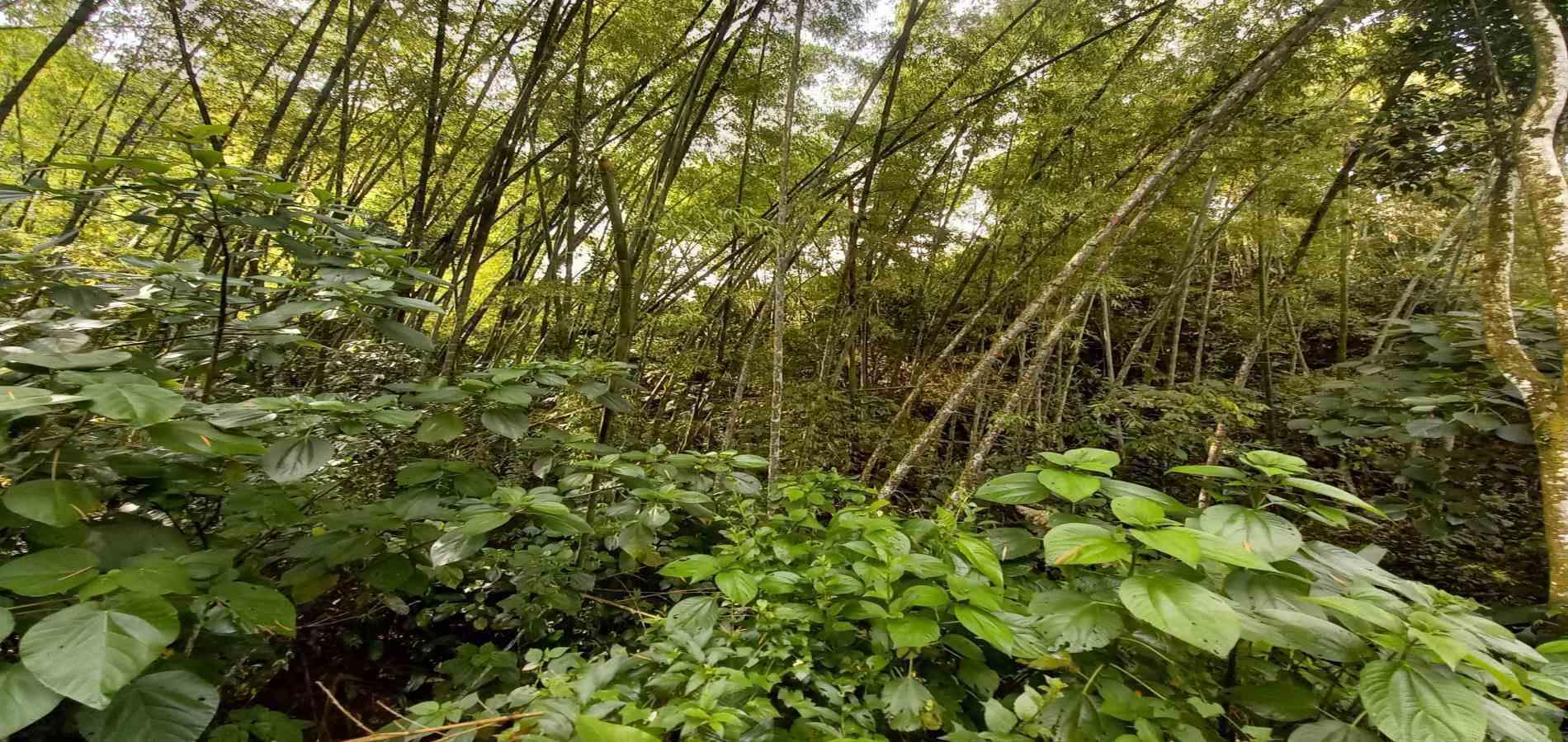 Foto de Lote / terreno en Venta en Vereda la trinidad, Manizales - 2 - 279062689