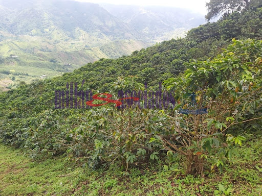 Foto de Finca en Venta en Vereda san luis , Filadelfia - 10 - 279013551