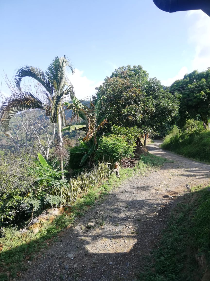Foto de Finca en Venta en Vereda lisboa, Manizales - 8 - 279056143