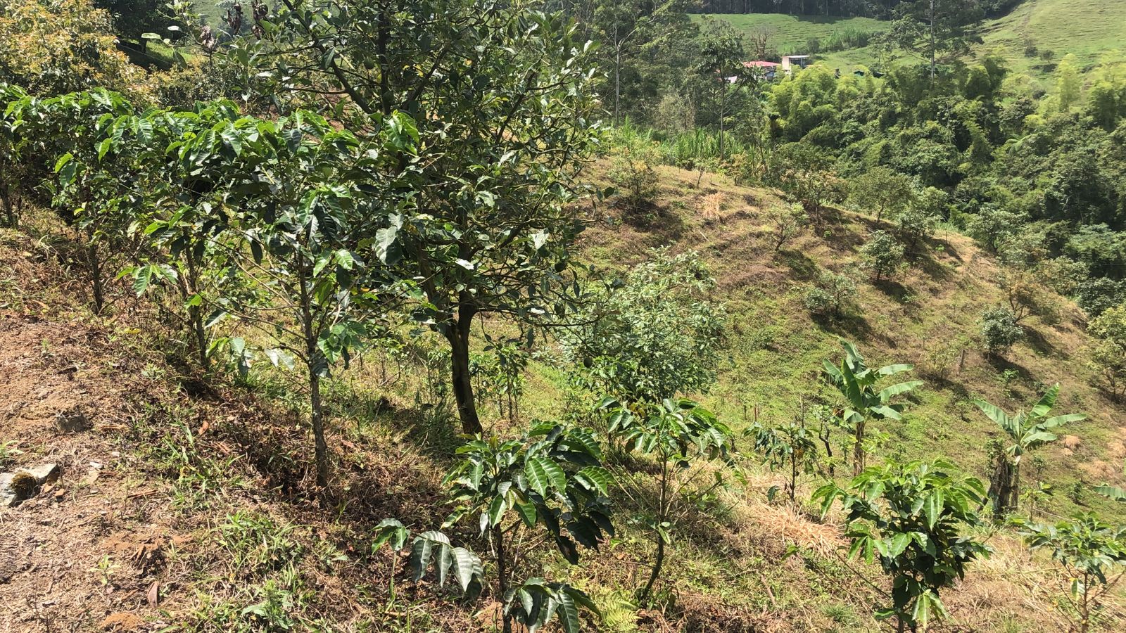 Foto de Lote / terreno en Venta en Dosquebradas, Dosquebradas - 6 - 279053269