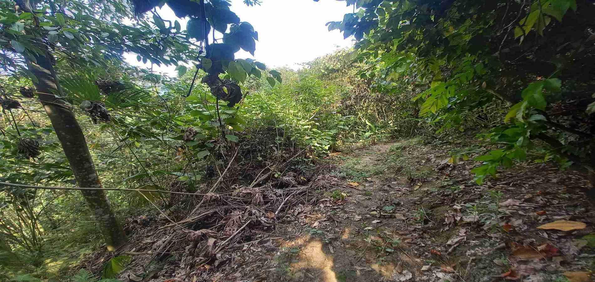 Foto de Lote / terreno en Venta en San peregrino, Manizales - 4 - 279056638