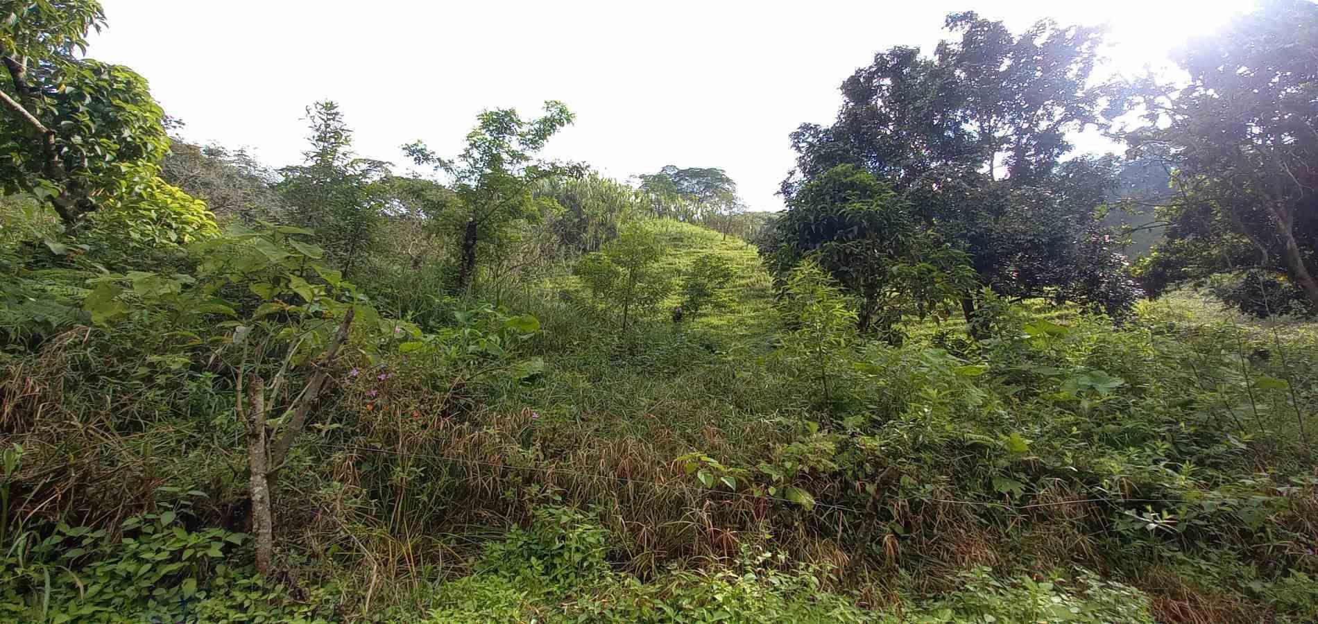 Foto de Lote / terreno para Venta en Vereda la trinidad, Manizales - 279062688