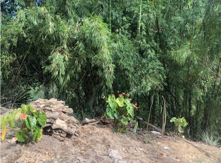 Foto de Lote / terreno para Venta en Maraya, Pereira - 279053175