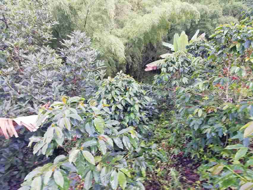 Foto de Finca en Venta en Vereda la esmeralda , Manzanares - 16 - 279057445