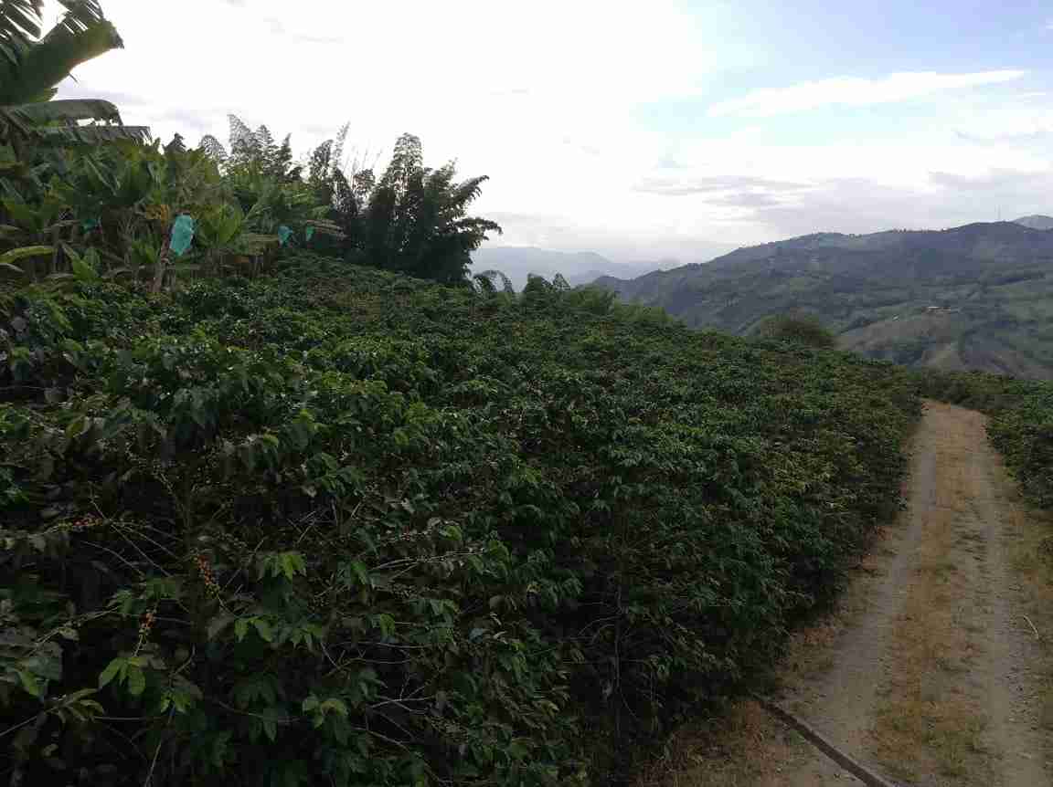 Foto de Lote / terreno en Venta en La cabaña, Manizales - 16 - 279020989