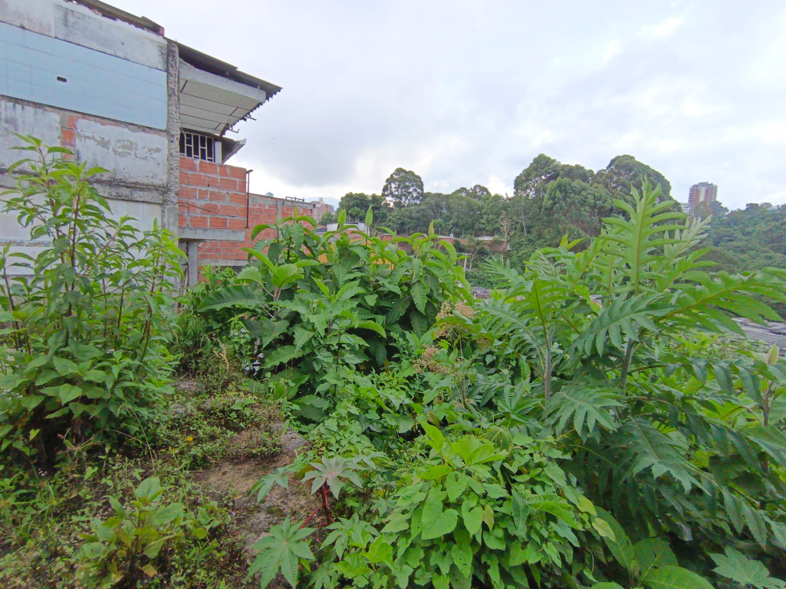 Foto de Lote / terreno en Venta en Fátima, Manizales - 10 - 279068979