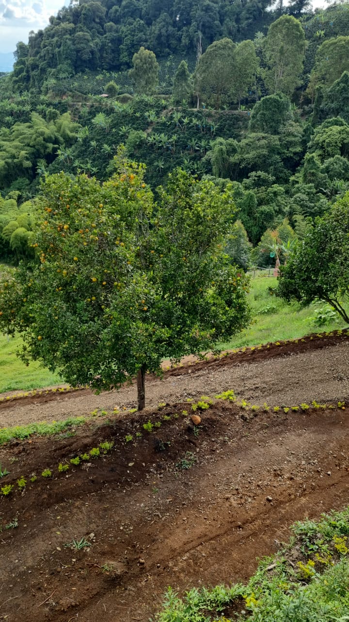 Foto de Finca en Venta en Combia, Pereira - 2 - 51996