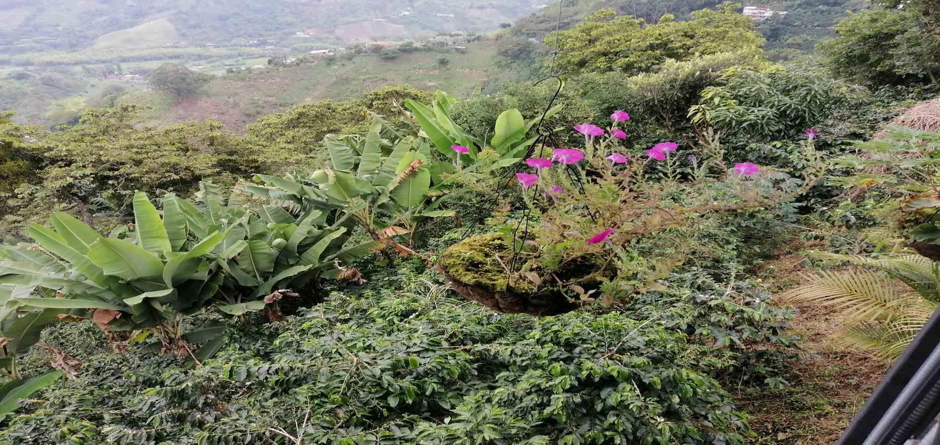 Foto de Finca en Venta en Parque industrial, Pereira - 23 - 279056903