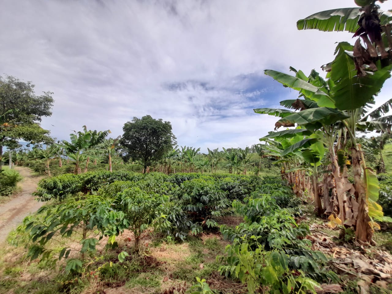 Foto de Lote / terreno en Venta en Arabia, Pereira - 2 - 279059189