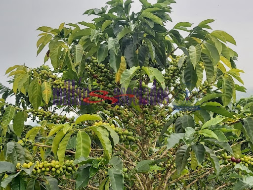 Foto de Finca en Venta en Vereda san luis , Filadelfia - 16 - 279013551