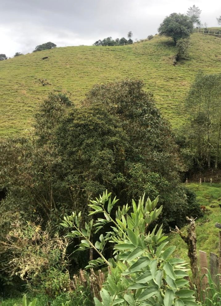 Foto de Finca en Venta en Vereda alto de letras, Manizales - 2 - 279064569
