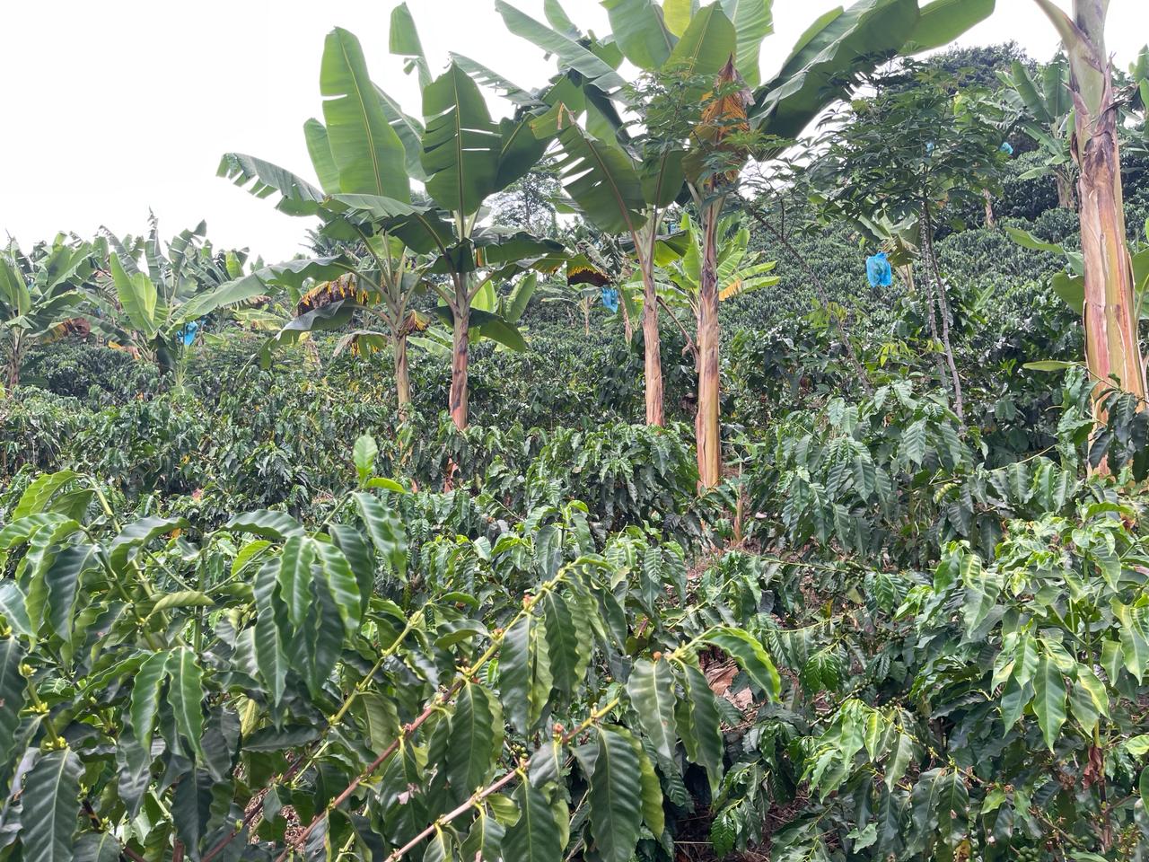 Foto de Finca en Venta en La insula, Chinchina - 6 - 279056370