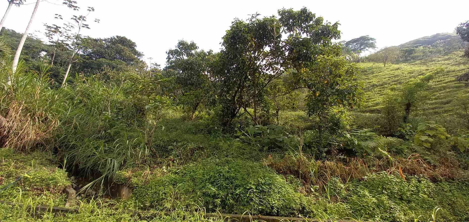 Foto de Lote / terreno en Venta en Vereda la trinidad, Manizales - 16 - 279062688