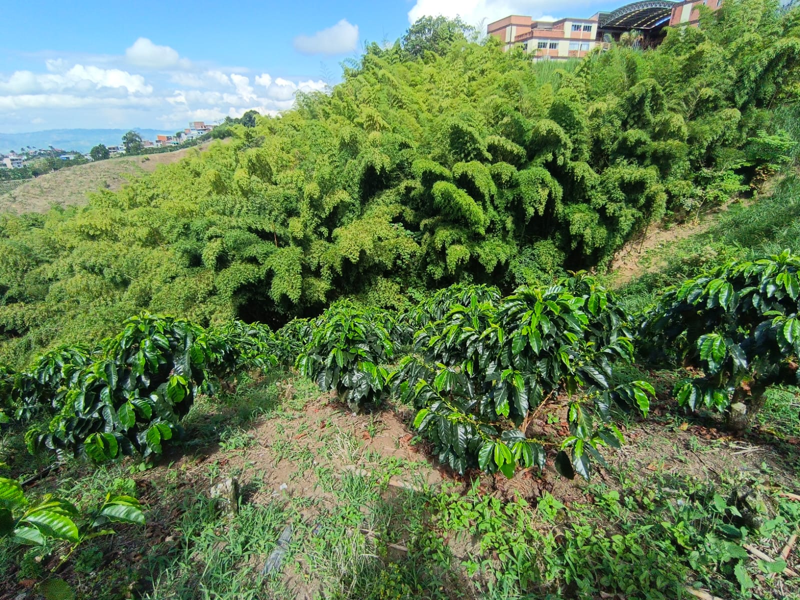 Foto de Lote / terreno en Venta en Las pavas, Manizales - 6 - 279067665