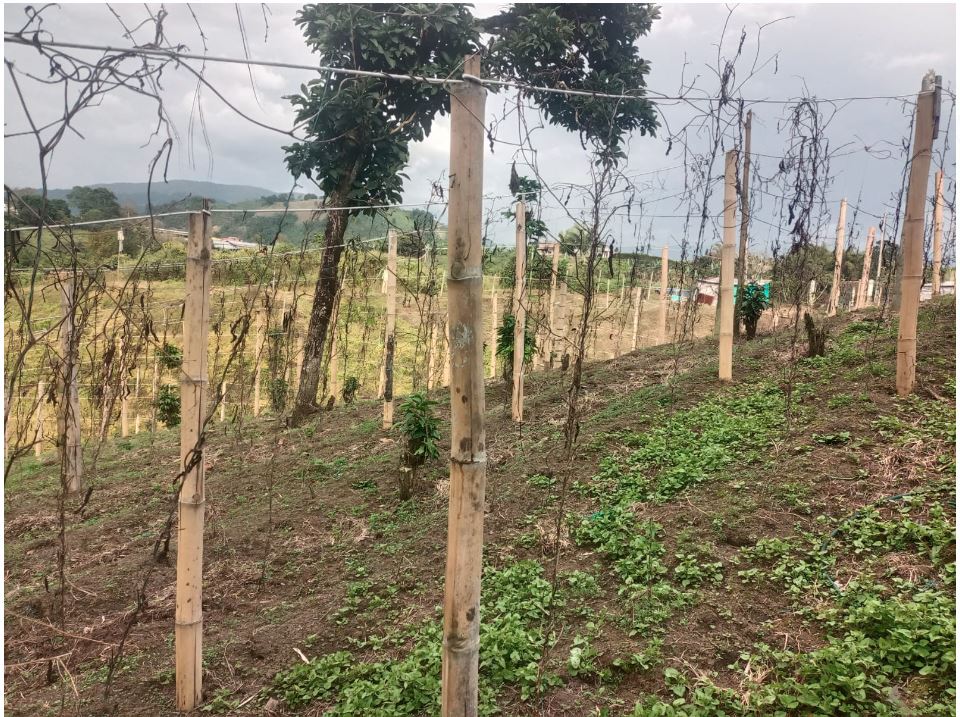 Foto de Lote / terreno en Venta en Santa rosa de cabal, Santa rosa de cabal - 2 - 279053604