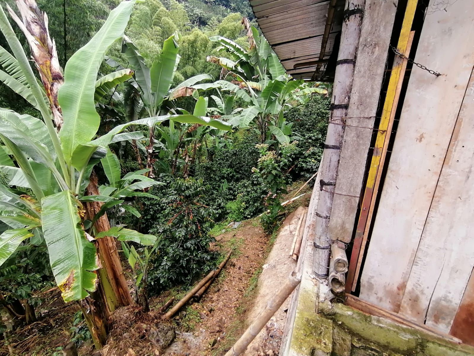 Foto de Finca en Venta en Maracas, Neira - 10 - 279063622