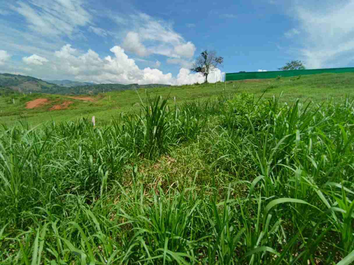 Foto de Lote / terreno en Venta en Vereda santagueda, Palestina - 1 - 279064397