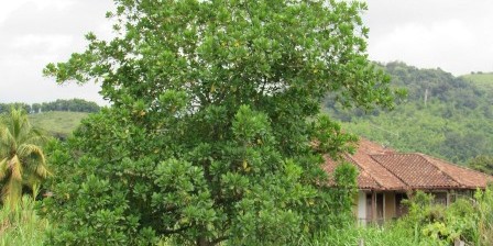Foto de Lote / terreno en Venta en Vereda santagueda, Palestina - 5 - 27909649