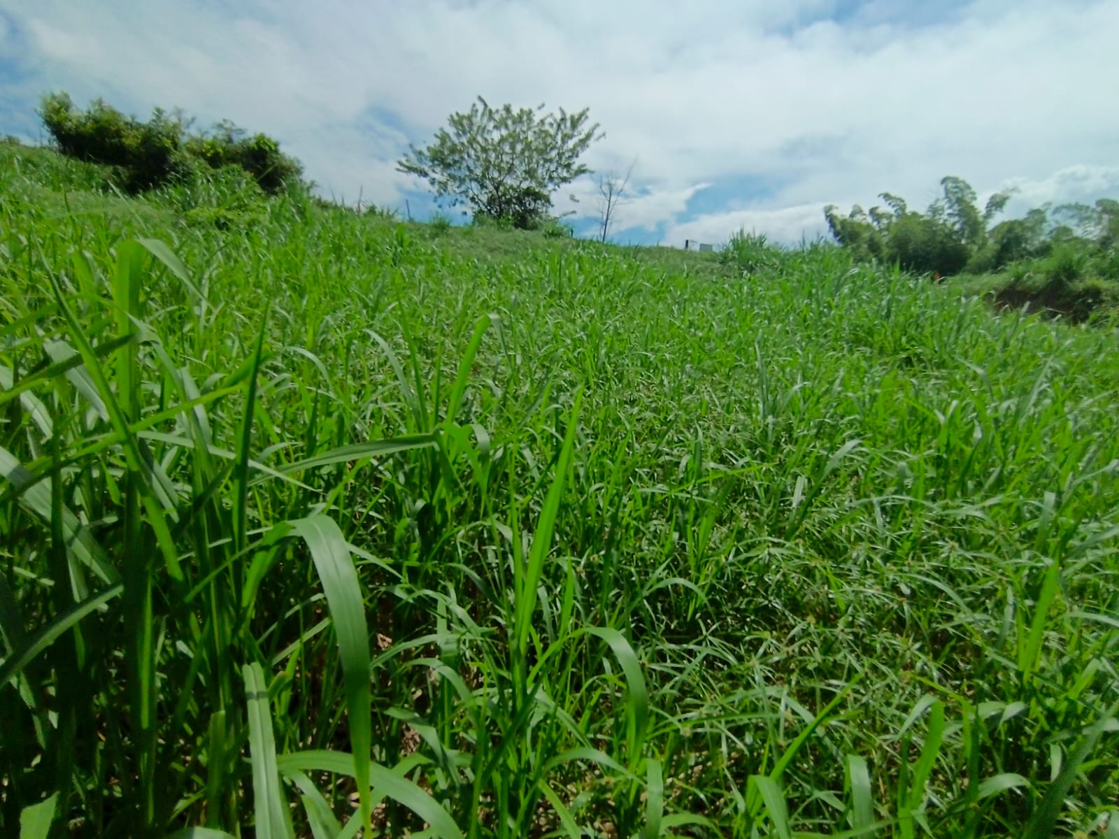 Foto de Lote / terreno en Venta en Vereda santagueda, Palestina - 3 - 279064499