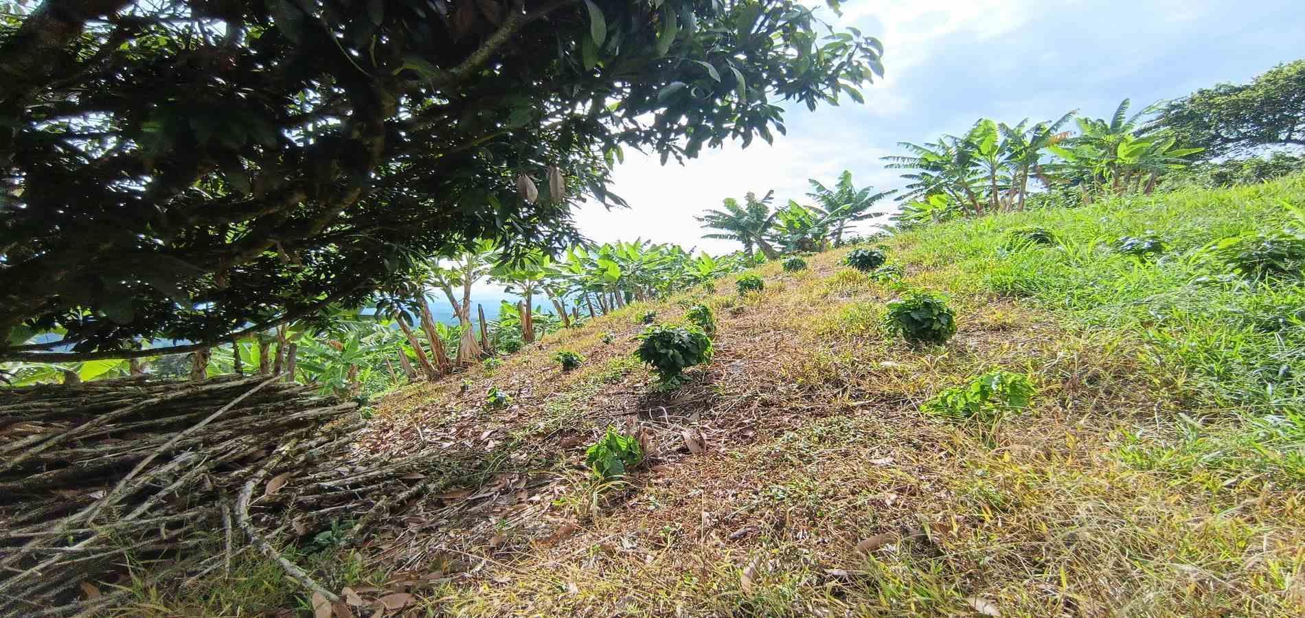 Foto de Lote / terreno en Venta en San peregrino, Manizales - 5 - 279068552