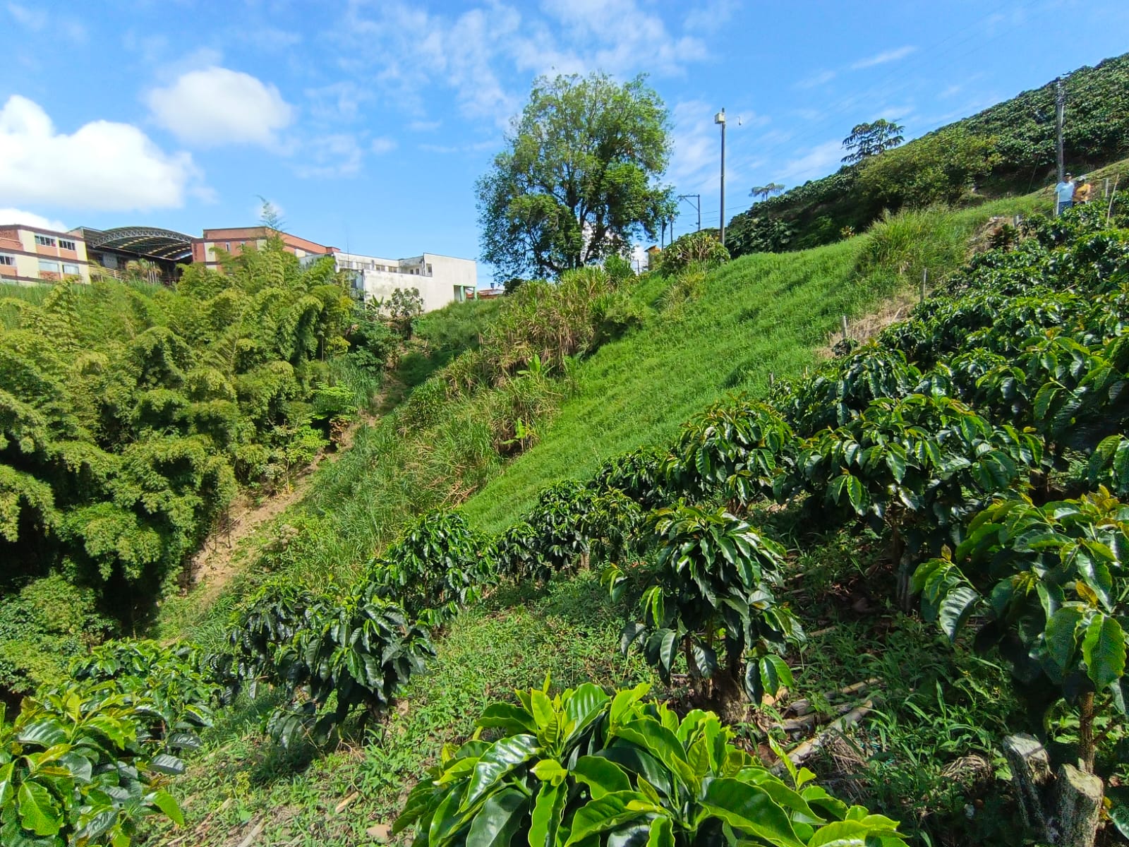 Foto de Lote / terreno en Venta en Las pavas, Manizales - 1 - 279067665