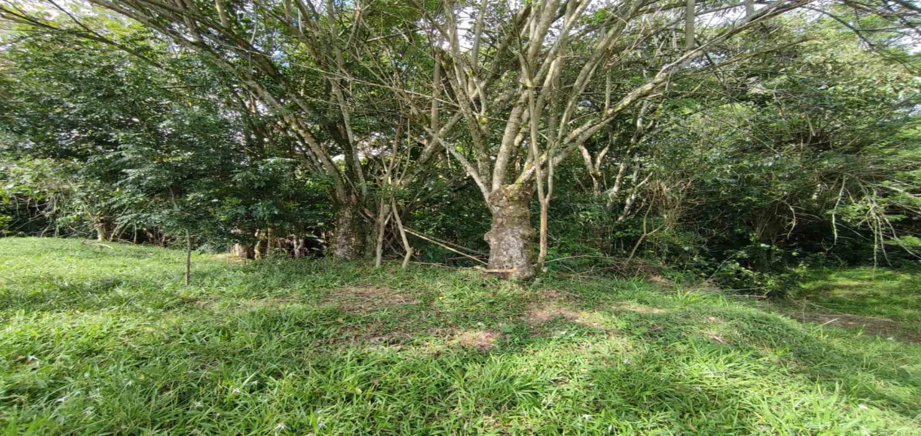 Foto de Lote / terreno en Venta en Centro, Pereira - 1 - 279063216