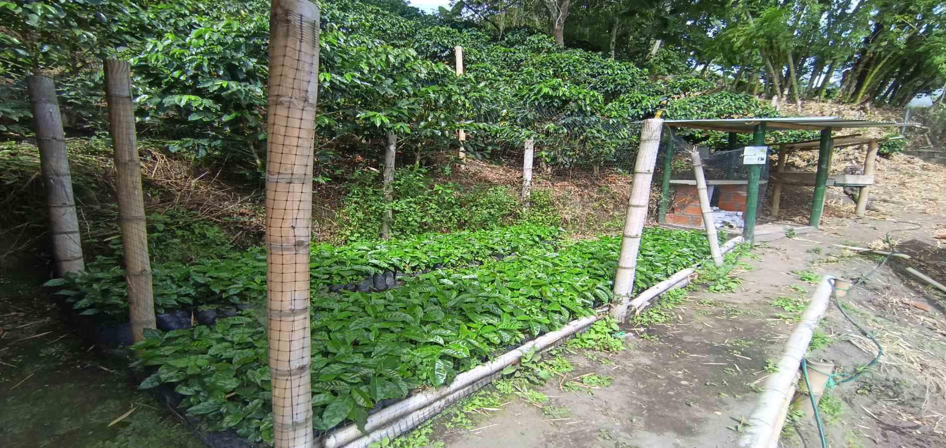 Foto de Finca en Venta en Vereda la palma , Manizales - 5 - 279069356