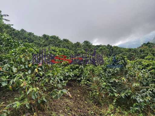 Foto de Finca en Venta en Vereda san luis , Filadelfia - 17 - 279013551
