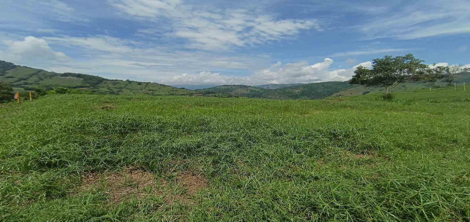 Foto de Lote / terreno en Venta en Vereda santagueda, Palestina - 15 - 279064609