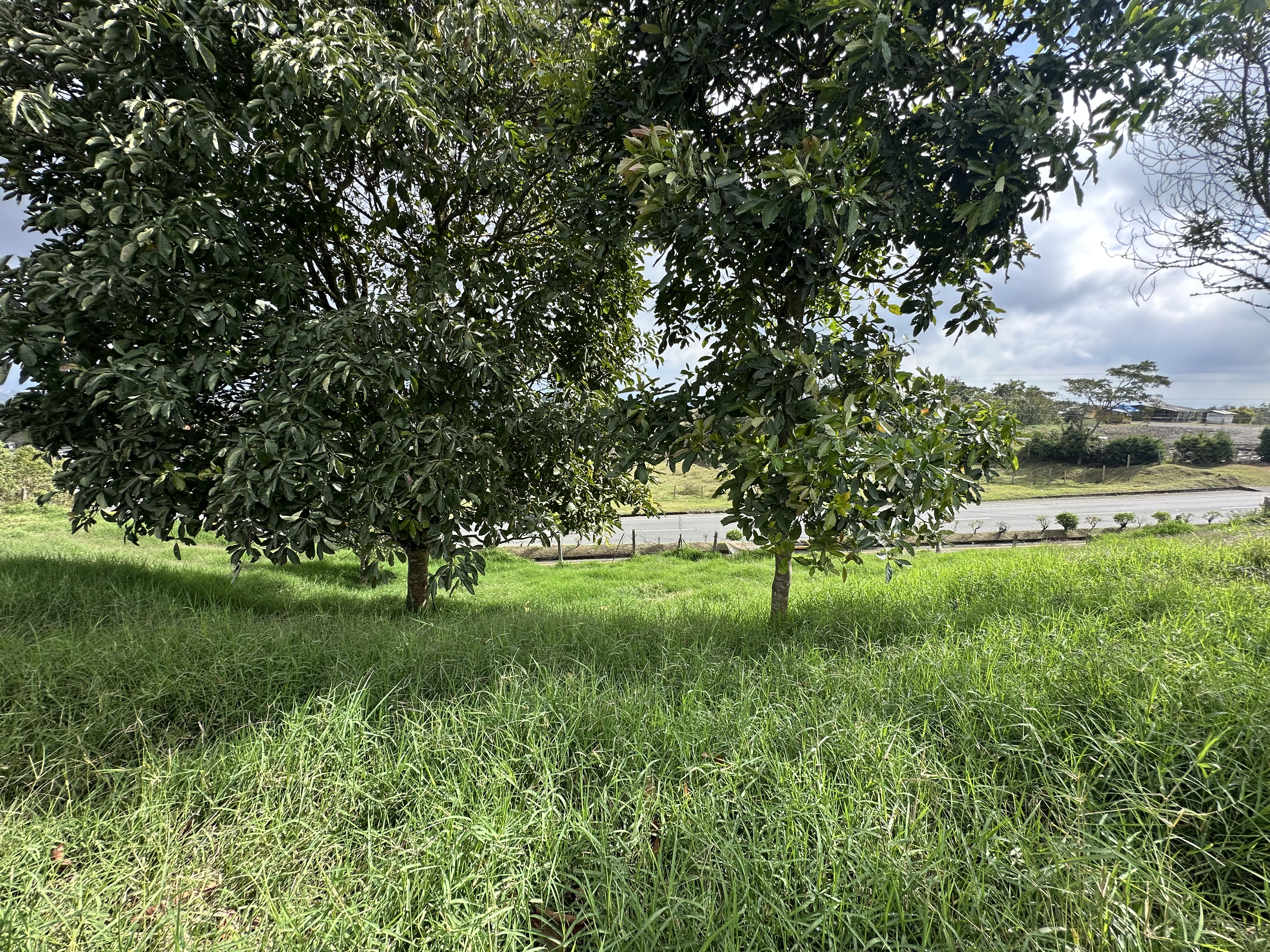 Foto de Lote / terreno para Venta en Via circasia, Armenia  - 279070024