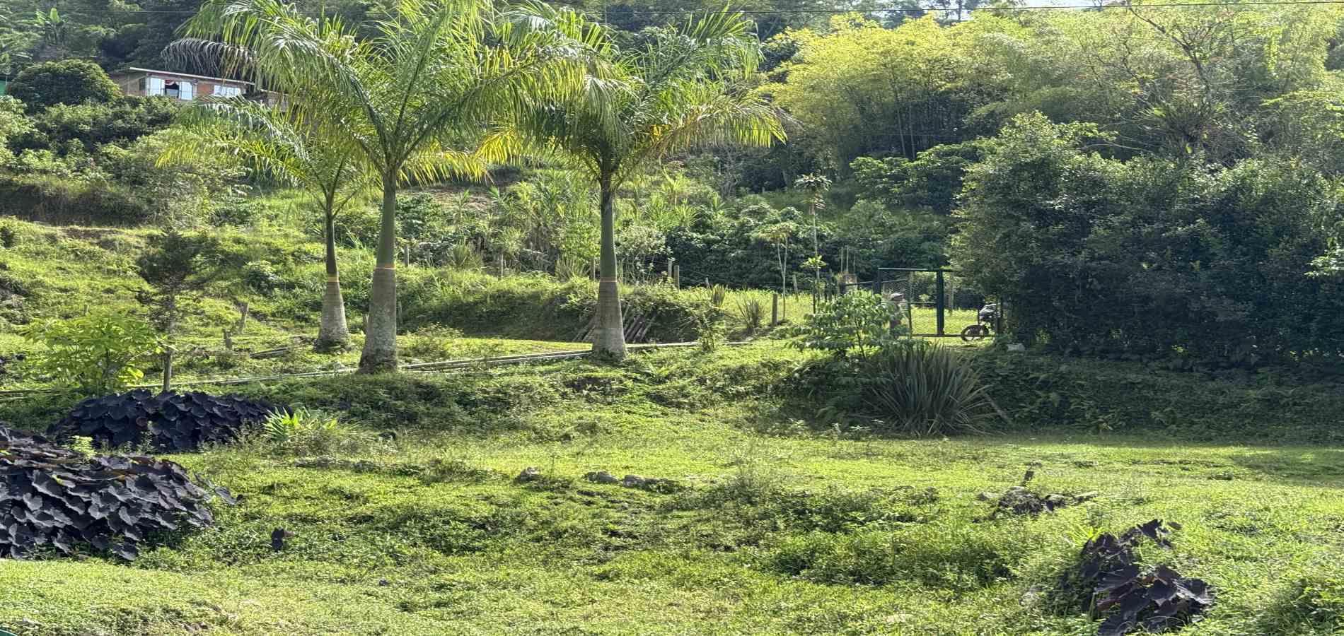 Foto de Finca en Venta en Agua azul, Dosquebradas - 46 - 279063271