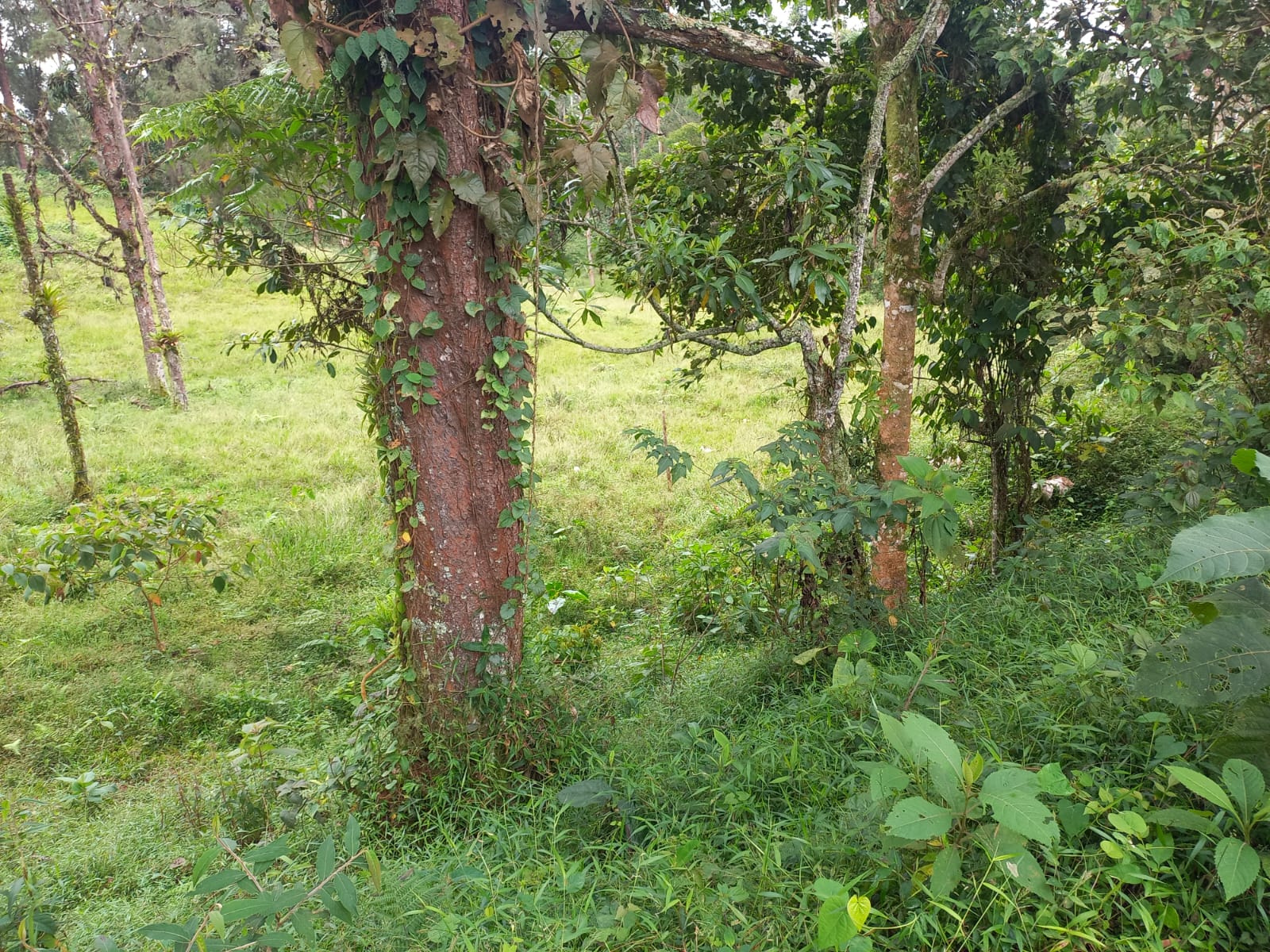 Foto de Lote / terreno en Venta en Via armenia, Pereira - 10 - 279066674