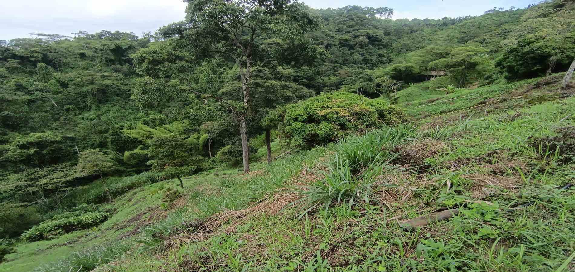 Foto de Lote / terreno en Venta en Vereda minitas , Manizales - 9 - 279068548