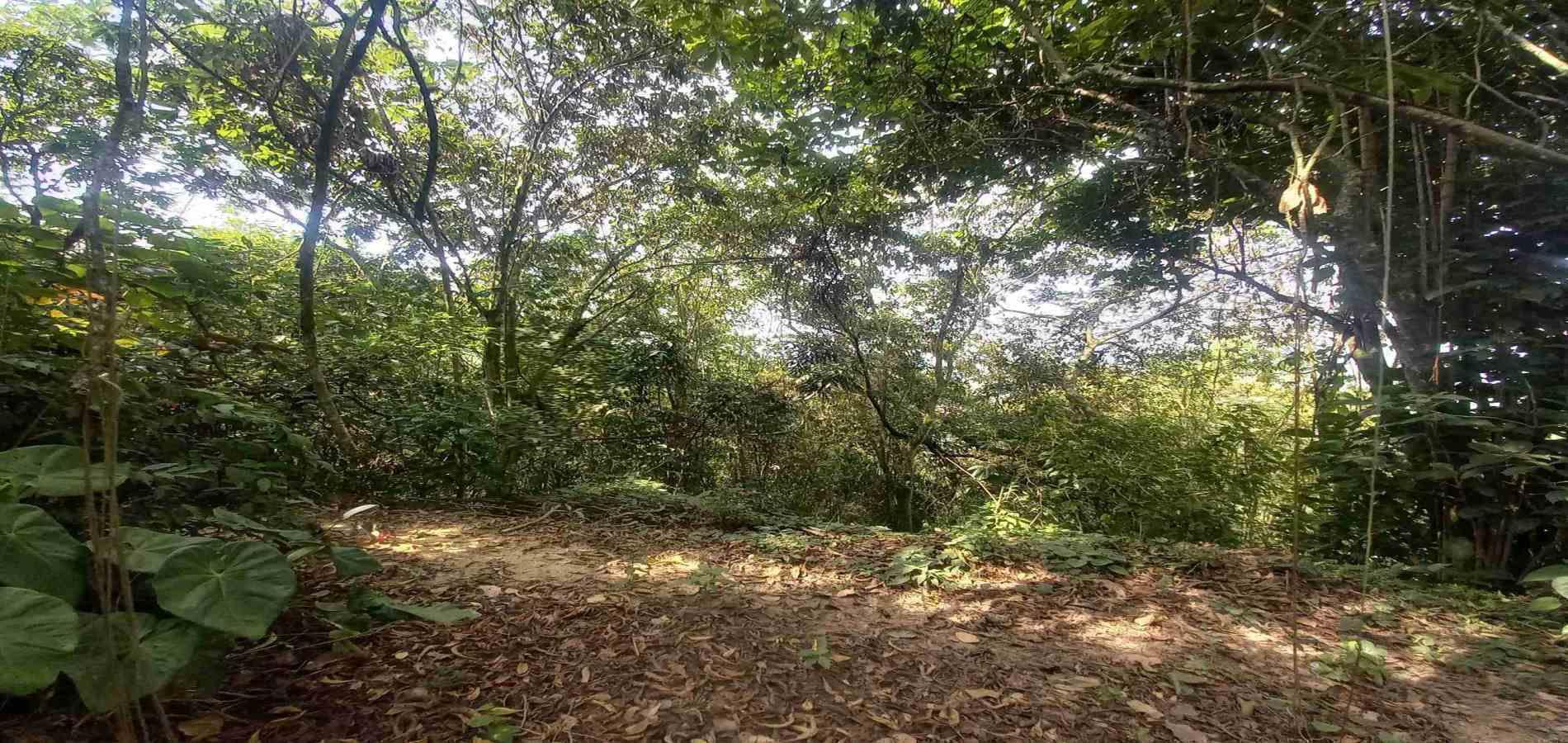 Foto de Lote / terreno en Venta en San peregrino, Manizales - 13 - 279056638