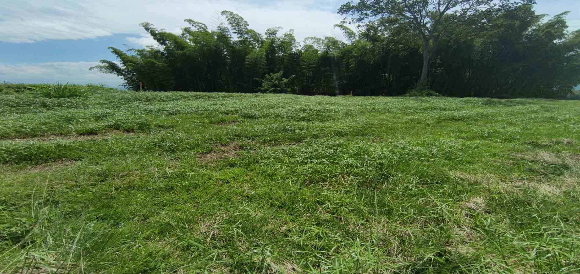 Foto de Lote / terreno en Venta en Vereda santagueda, Palestina - 12 - 279064609