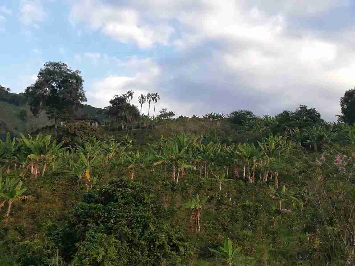 Foto de Lote / terreno en Venta en La cabaña, Manizales - 6 - 279020989