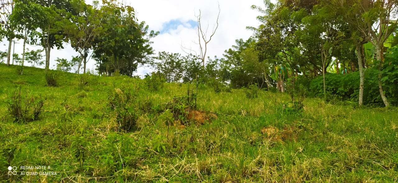 Foto de Lote / terreno en Venta en Altagracia, Pereira - 12 - 279057421