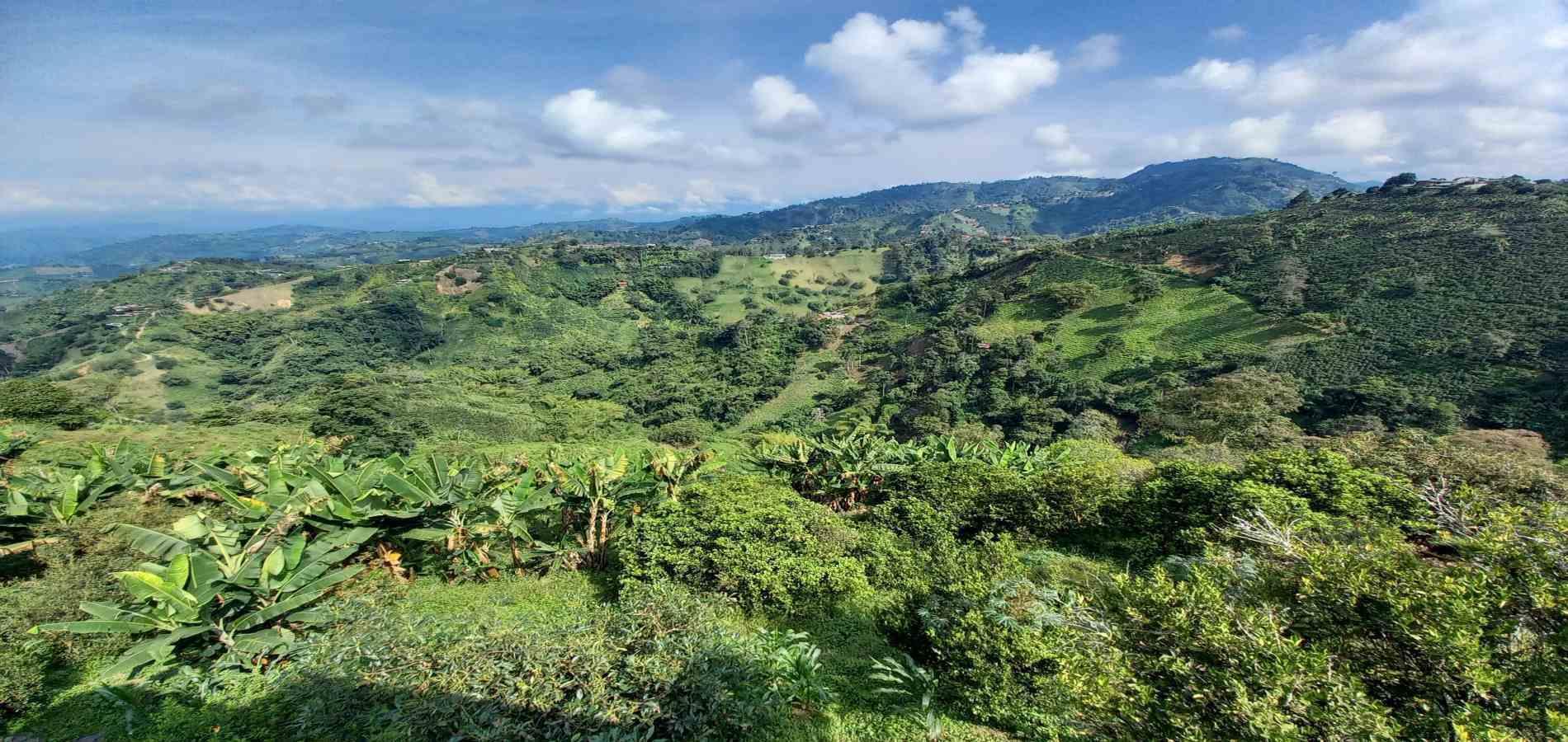 Foto de Finca en Venta en La aurora, Manizales - 28 - 279062192