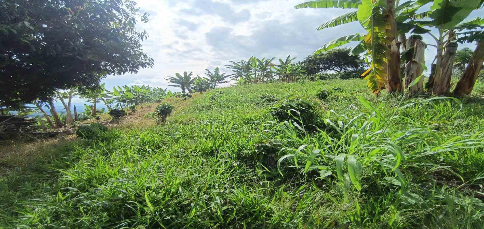 Foto de Lote / terreno en Venta en San peregrino, Manizales - 4 - 279068552