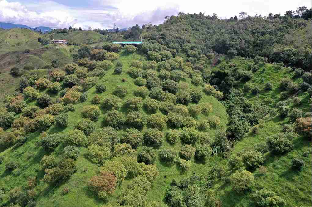 Foto de Finca en Venta en Vereda aguadita, Fresno - 18 - 279054270